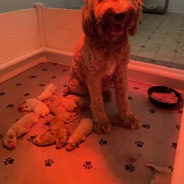 Australian Labradoodle, Bernedoodle, and Goldendoodle Puppies from Frosty & Ginger Co Home of Doodles