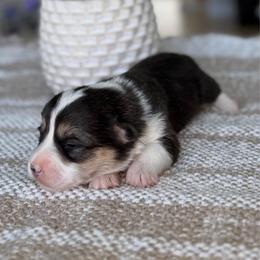 Olive - Black and tan female Pembroke Welsh Corgi puppy in Moreno Valley, California from House of Paws & Co.