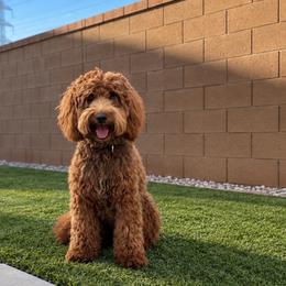 Cabbie - Goldendoodle