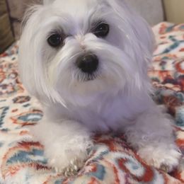 Maltese All Grown Up from MiaMiaMaltese Colorado