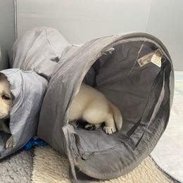 Labrador Retriever Puppies from Lost Woods Labradors