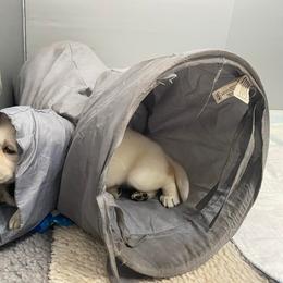 Labrador Retriever Puppies from Lost Woods Labradors