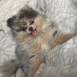 Miniature Schnauzers and Pomeranians from Goulden_Pups