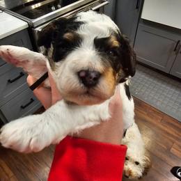 Cedar - Tri-color male Bernedoodle puppy in Forest, Ohio from Mini Doodle Buddies