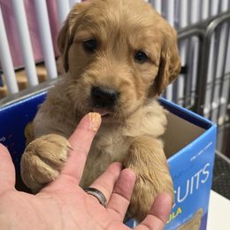 Boy 1 - Golden male Golden Retriever puppy in Albany, Oregon from Sutter Bay Retrievers