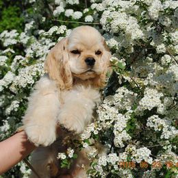 Cocker Spaniel Puppies from Windrider Kennel