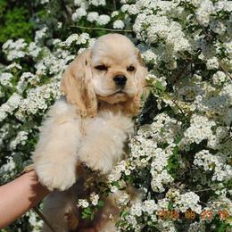 Cocker Spaniel Puppies from Windrider Kennel