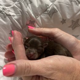 Autumn-Joy - Chocolate and tan female Pomeranian puppy in Eastover, North Carolina from Tea-Cake Pomeranians of The Carolinas