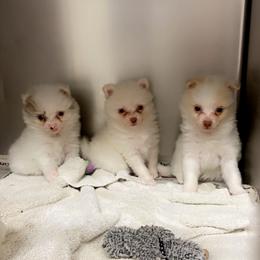 Pomeranian Puppies from Sunshines Pomeranians