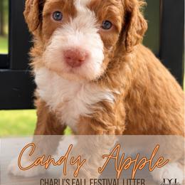 Candy Apple - Red  female Goldendoodle puppy in Nacogdoches, Texas from Designer Doodles