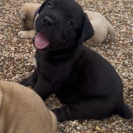 Black - Black male Boerboel puppy in Magnolia, Texas from Peterbuilt Boerboel
