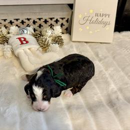 Sugar Cookie - Tri-color male Bernedoodle puppy in Hegins, Pennsylvania from Bubbling Springs Doodles, LLC
