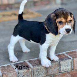 AKC- Anna - Black tan and white female Beagle puppy in Mansfield, Missouri from Rippee Creek Kennel