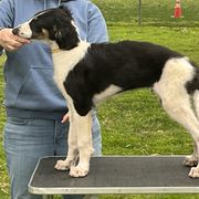 Borzoi and Greyhound Puppies from Kay Henderson