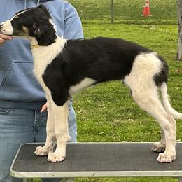 Borzoi and Greyhound Puppies from Kay Henderson