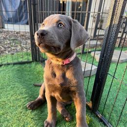 Pink collar - Silver female Dilute Retriever puppy in Valley Center, California from Stunning Silver Bullets Labradors