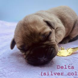 Delta (silver collar) - Fawn female Bullmastiff puppy in Carrollton, Texas from Meteora Bullmastiffs