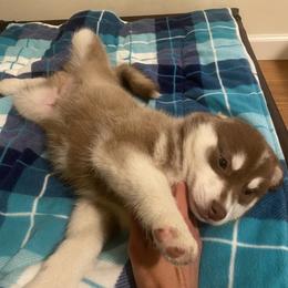 Pomsky Puppies from Periwinkle Pomskies