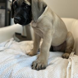 Mastiff Puppies from MLJ Mastiffs Florida