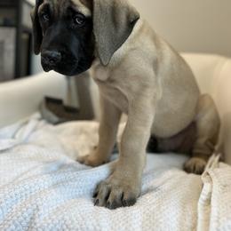Mastiff Puppies from MLJ Mastiffs Florida