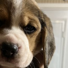 Girl 4 - Beagle puppy in Crawfordville, Indiana from Flatbroke Beagles
