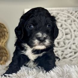 Boy 3 - Black and white male Bernedoodle puppy in Russiaville, Indiana from Pleasant Creek Minibernedoodles