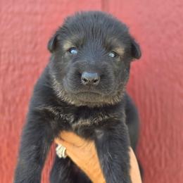 Female 3 - Sable female German Shepherd puppy in Purdon, Texas from TEXAS DDR GSD