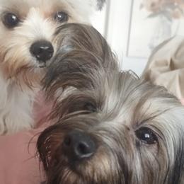 Morkies from Helen's Morkies