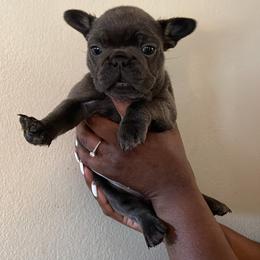French Bulldog Puppies from Rodzina French Bulldogs