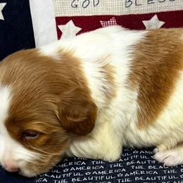 Sadie boy 4 - Orange and white male Brittany puppy in Floyd Knobs, Indiana from Cross Creek Brittanys