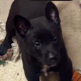 Boy 2 - Black male Belgian Malinois puppy in North Fort Myers, Florida from Reinwald Kennels