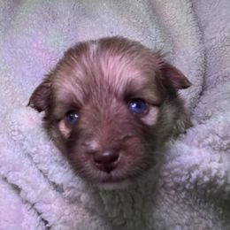 Diamond - Chocolate female Pomsky puppy in Avoca, Michigan from Repurposed Paradise Farm