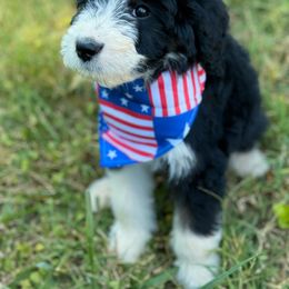Aussiedoodle, Australian Mountain Doodle, and Bernedoodle Puppies from Magnolia Grove Farms