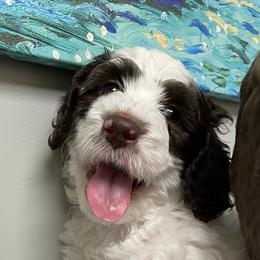 Bernedoodle Puppies from Sadie’s Doodles