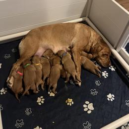 Labrador Retriever Puppies from Lake Crystal Farms Labradors