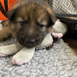 Shiloh Shepherd Puppies from Echo Shilohs