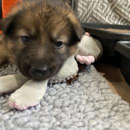 Shiloh Shepherd Puppies from Echo Shilohs