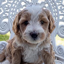 Fanta - Yellow and white male Bernedoodle puppy in Roy, Utah from Doodles are Amazing
