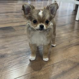 Igor - Red and white male Chihuahua puppy in Wisconsin from XO Chihuahuas