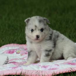 Pomsky Puppies from Susan Warnock