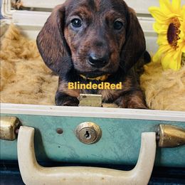 Yellow - Brindle female Dachshund puppy in Leoma, Tennessee from Southbound Kennel