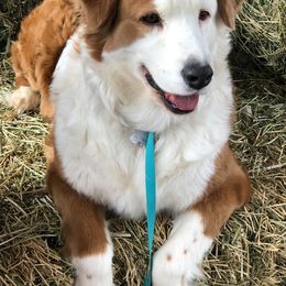 Australian Shepherds from RAD Aussies by Deanna