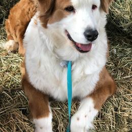Australian Shepherds from RAD Aussies by Deanna