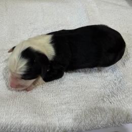 Pumpkin - Black tri female Miniature Australian Shepherd puppy in Oakland, Maryland from Yarborough Kennels