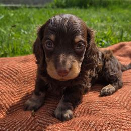 Raya - Chocolate and cream female Dachshund puppy in Yacolt, Washington from Cassiopeia Doxies