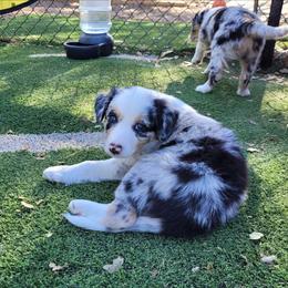 Onyx - Blue merle male Border Collie puppy in Morgan, Texas from Shooting Star Ranch