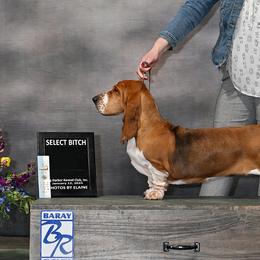 Basset Hounds and Labrador Retrievers from Prince Labradors