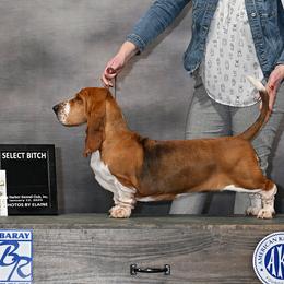 Basset Hounds and Labrador Retrievers from Prince Labradors