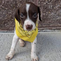 Girl 6 - Liver and white female German Shorthaired Pointer puppy in Potosi, Wisconsin from Point and Flush Gun Dogs