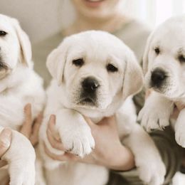 Labrador Retrievers from Grand River Labradors